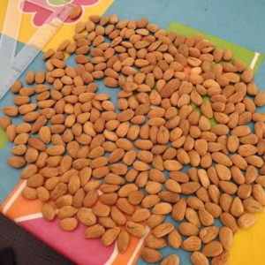 Almond