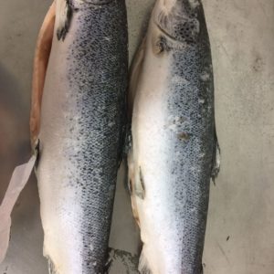 Frozen Atlantic Salmon